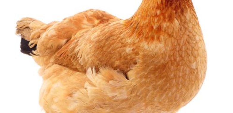 Point of lay hens